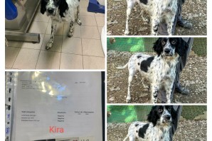 KIRA setter inglese tra i cani sequestrati ha trovato casa!