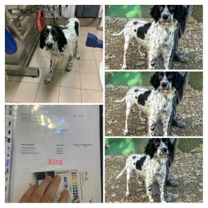 KIRA setter inglese