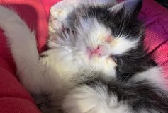 Lauretta 2 mesi ADOTTATA!!!
