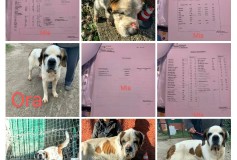 ALCUNI CANI SEQUESTRATI A GENNAIO SONO STATI ADOTTATI MA ABBIAMO BISOGNO ANCORA DI VOI PER TUTTI GLI ALTRI!  AIUTATECI a non farli finire in un box del canile