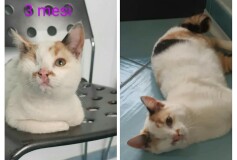 Mina , 3 mesi, segni particolari: bellissima, di oggi la bella notizia che Mina é stata adottata!!