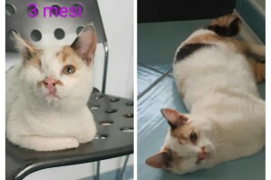 Mina , 3 mesi, segni particolari: bellissima, di oggi la bella notizia che Mina é stata adottata!!