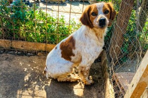 MARIO, bretoncino é stato curato e cerca casa