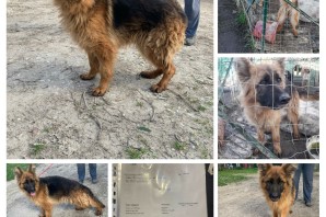 MARLENE fa parte dei cani sequestrati e cerca casa