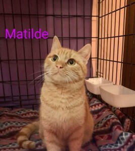 Matilde