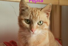 PEPITA 5/6 mesi una dolcezza di gattina CERCA CASA❤️