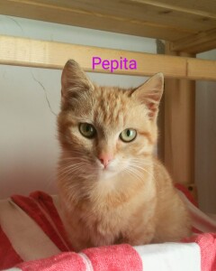 PEPITA