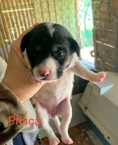 PRISCA