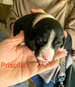 PRISCILLA