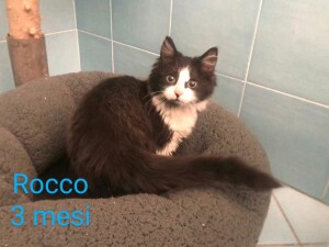 Rocco 3 mesi