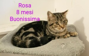 Rosa 8 mesi