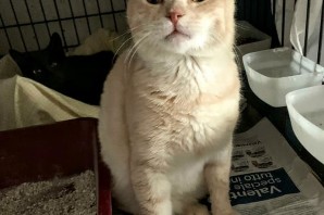 ROSINO ha trovato il calore di una casa!