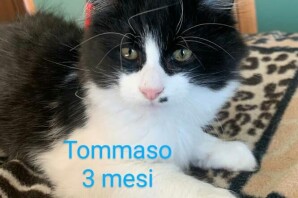 Tommaso, 3 mesi , ha trovato Casa!