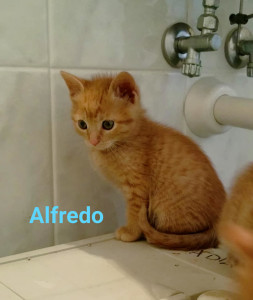 alfredo