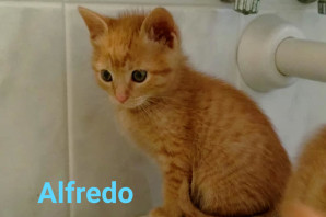 Alfredo, 2 mesi, ADOTTATO !