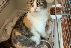 Licia, partorirà a breve in sicurezza e dopo che verrà sterilizzata cercherà Casa!!