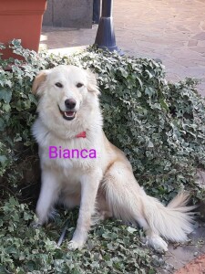 bianca