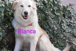 BIANCA, 3 anni, bellissima e buonissima con i bambini, Cerca Casa❤️