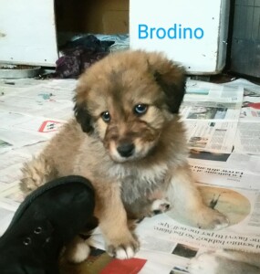 brodino