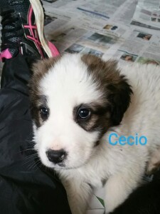 ceco