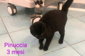 Pinuccia , 3 mesi , CERCA CASA