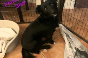 PRINCIPESSA SISSI mammina di 1anno HA TROVATO CASA❤️