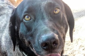 ROMEO incrocio labrador e corso finalmente libero…e adottato!❤️