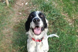 THOR, incrocio setter finalmente partito anche lui per l’adozione❤️