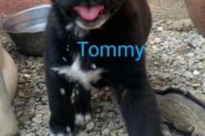 TOMMY, 50 giorni, madre maremmana, HA TROVATO CASA❤️