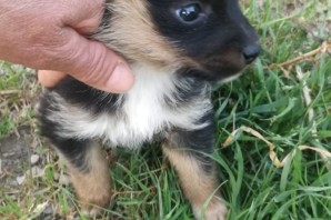 MARYLAND,  piccolissima e bellissima, 50 giorni, HA TROVATO CASA CON LA SORELLINA!